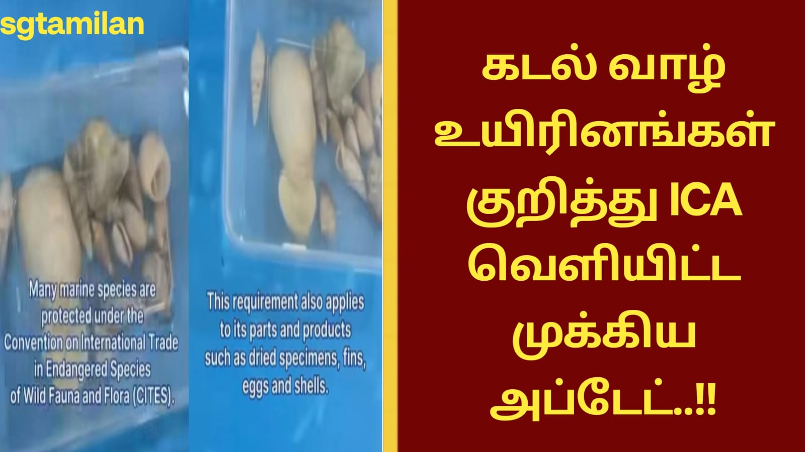கடல் வாழ் உயிரினங்கள் குறித்து ICA வெளியிட்ட முக்கிய அப்டேட்..!!