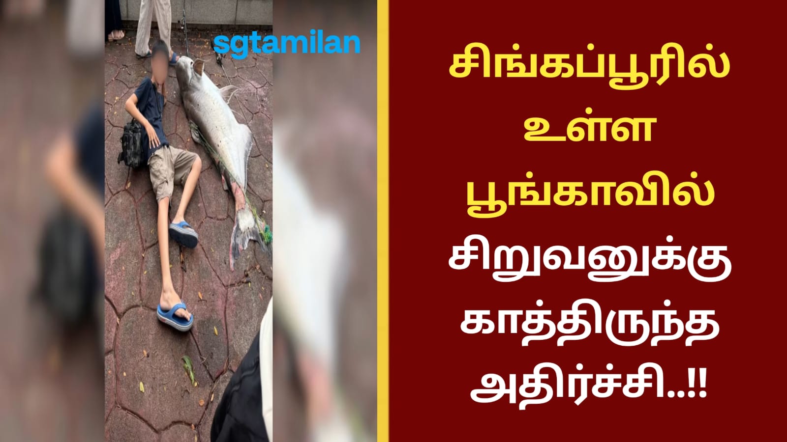 சிங்கப்பூரில் உள்ள பூங்காவில் சிறுவனுக்கு காத்திருந்த அதிர்ச்சி..!!
