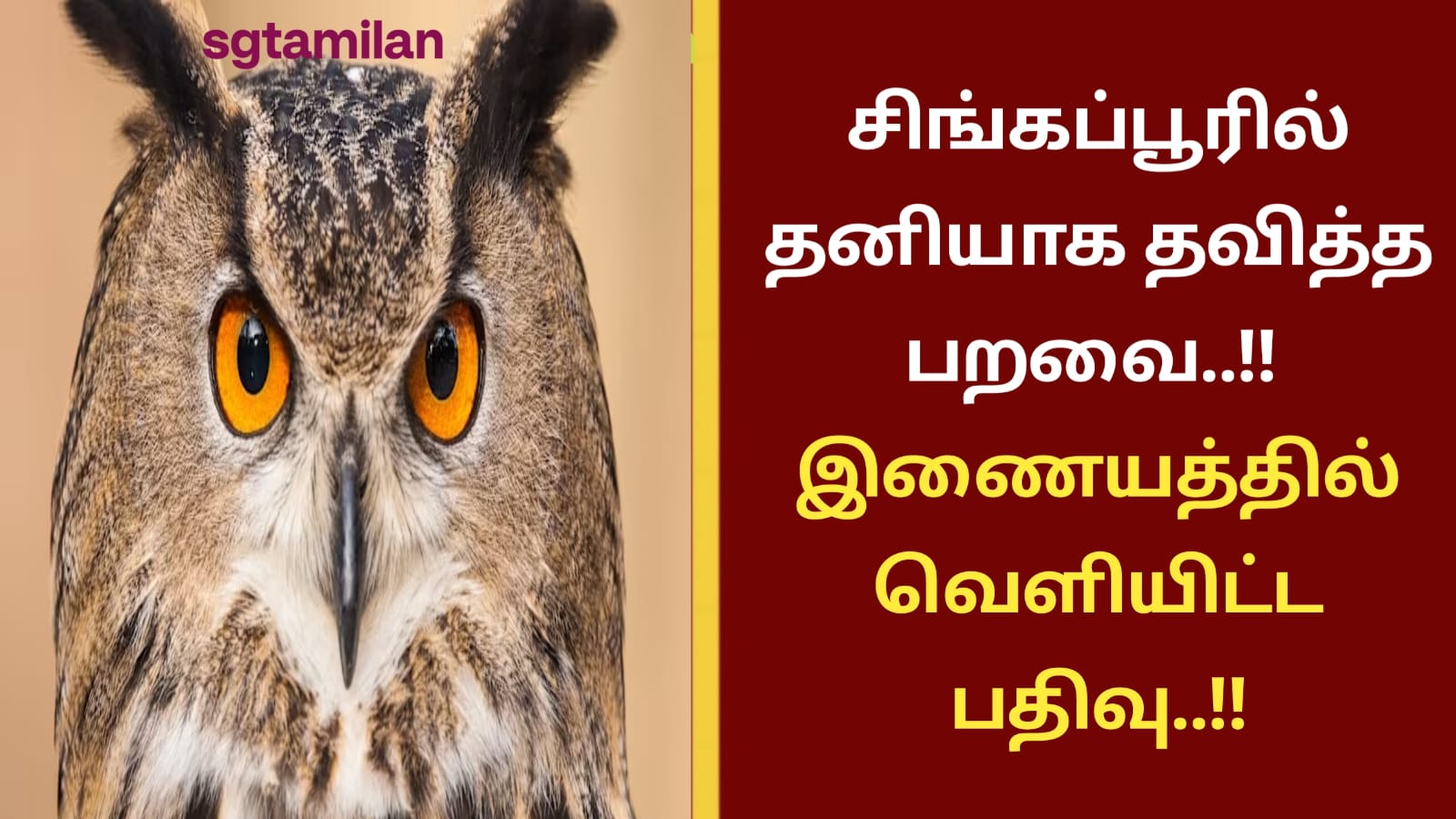 சிங்கப்பூரில் தனியாக தவித்த பறவை..!! இணையத்தில் வெளியிட்ட பதிவு..!!