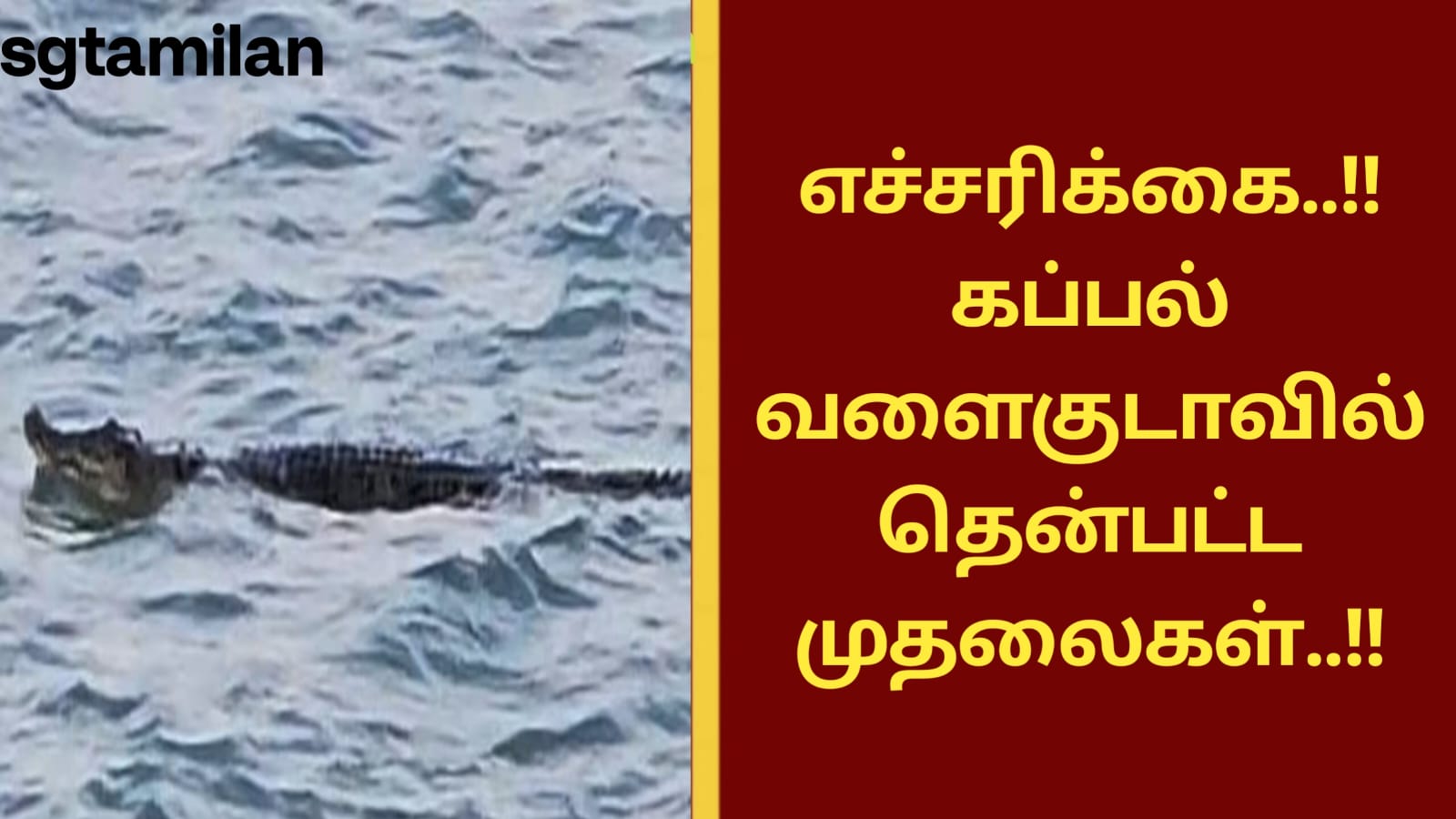 எச்சரிக்கை..!! கெப்பல் வளைகுடாவில் தென்பட்ட முதலைகள்..!!