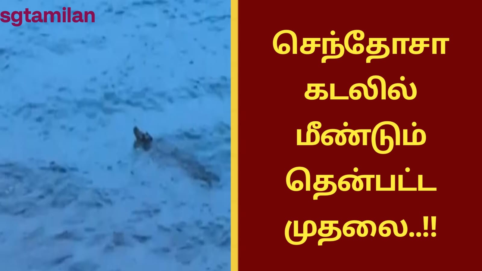 செந்தோசா கடலில் மீண்டும் தென்பட்ட முதலை..!!