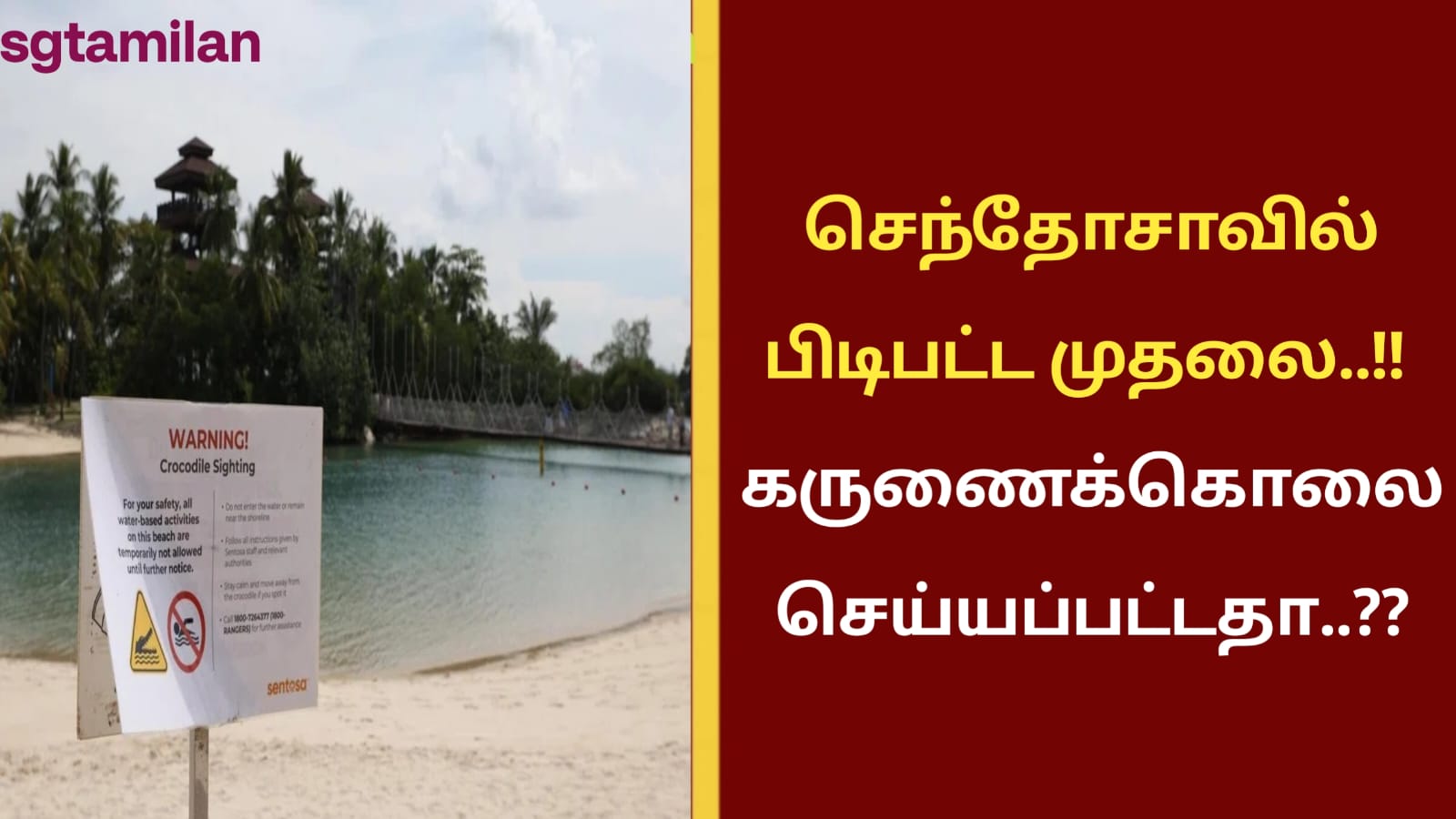 செந்தோசாவில் பிடிபட்ட முதலை..!! கருணைக்கொலை செய்யப்பட்டதா..??