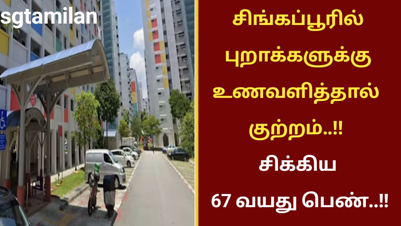 சிங்கப்பூரில் புறாக்களுக்கு உணவளித்தால் குற்றம்..!! சிக்கிய 67 வயது பெண்..!!