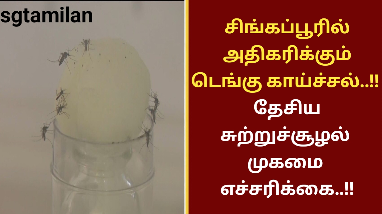 சிங்கப்பூரில் அதிகரிக்கும் டெங்கு காய்ச்சல்..!! தேசிய சுற்றுச்சூழல் முகமை எச்சரிக்கை..!!