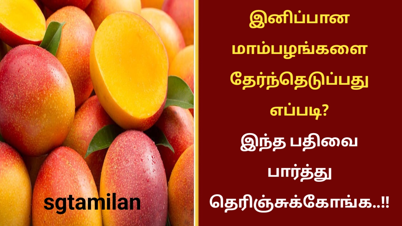இனிப்பான மாம்பழங்களை தேர்ந்தெடுப்பது எப்படி? இந்த பதிவை பார்த்து தெரிஞ்சுக்கோங்க..!!