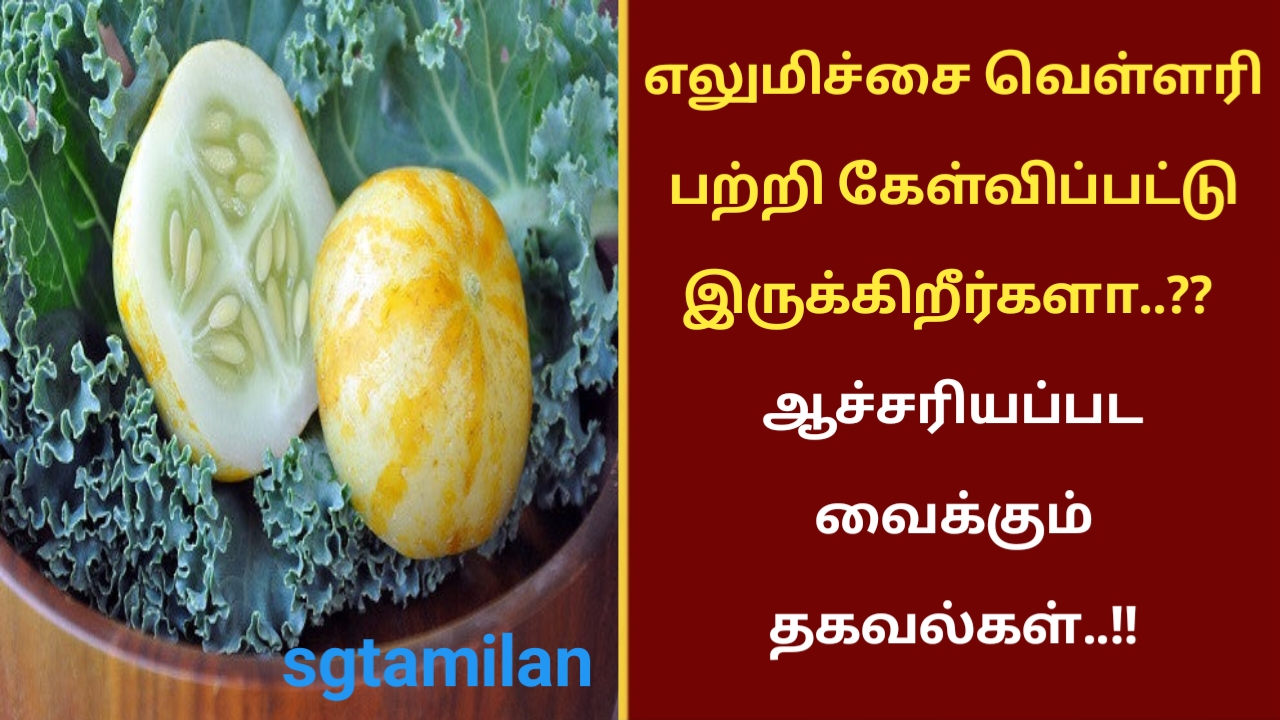 எலுமிச்சை வெள்ளரி பற்றி கேள்விப்பட்டு இருக்கிறீர்களா..?? ஆச்சரியப்பட வைக்கும் தகவல்கள்..!!