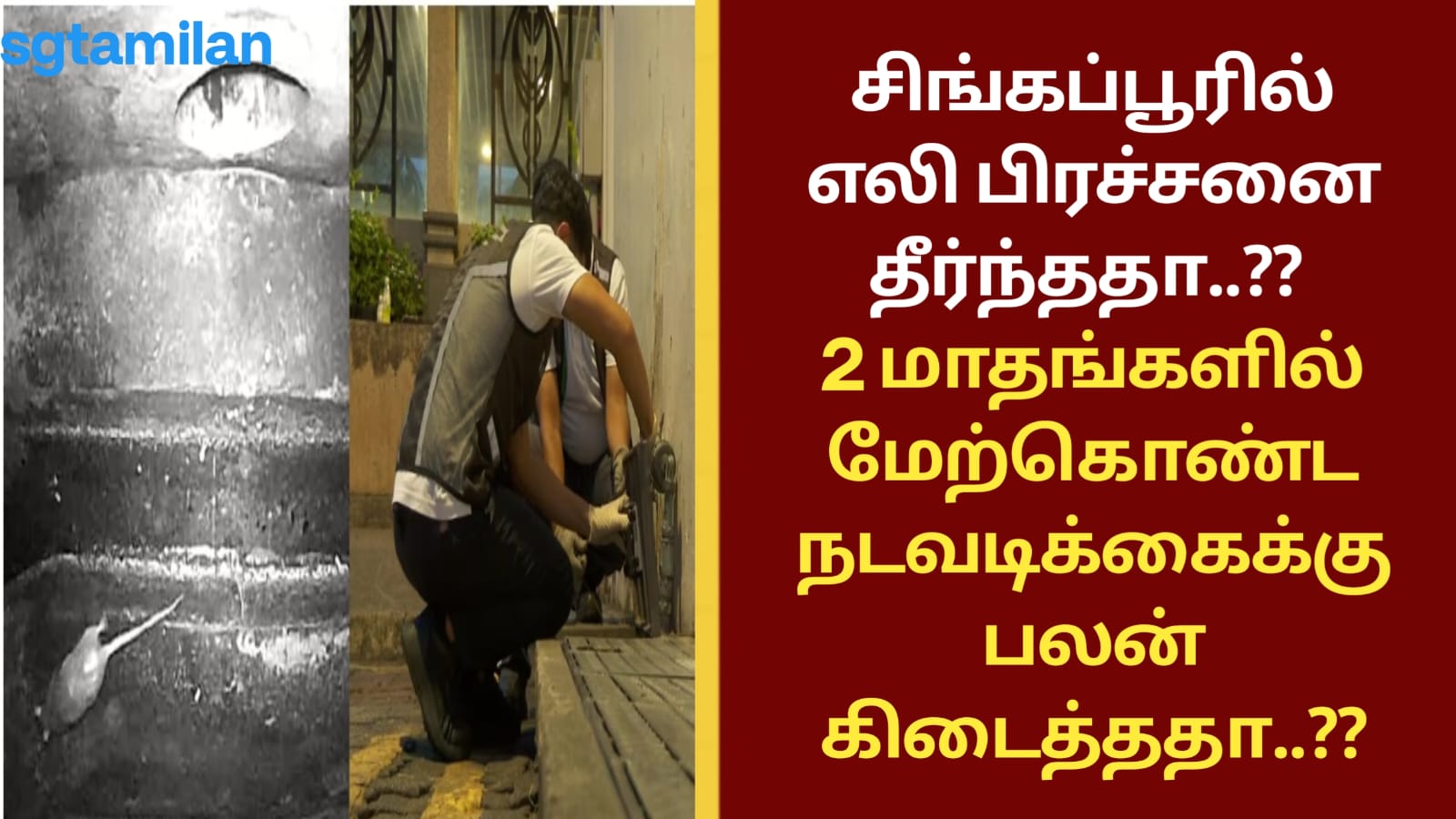 சிங்கப்பூரில் எலி பிரச்சனை தீர்ந்ததா..?? இரண்டு மாதங்களில் மேற்கொண்ட நடவடிக்கைக்கு பலன் கிடைத்ததா..??