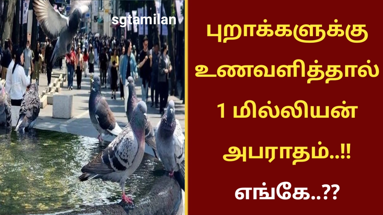 புறாக்களுக்கு உணவளித்தால் 1 மில்லியன் அபராதம்..!! எங்கே..??