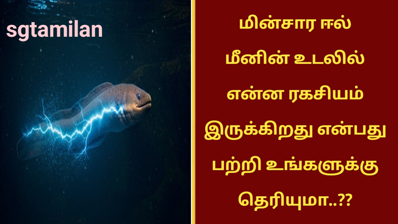 மின்சார ஈல் மீனின் உடலில் என்ன ரகசியம் இருக்கிறது என்பது பற்றி உங்களுக்கு தெரியுமா..??