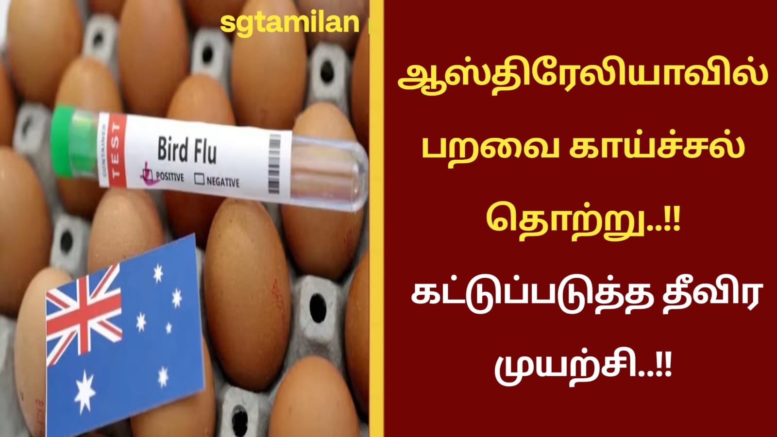 ஆஸ்திரேலியாவில் பறவை காய்ச்சல் தொற்று..!! கட்டுப்படுத்த தீவிர முயற்சி..!!
