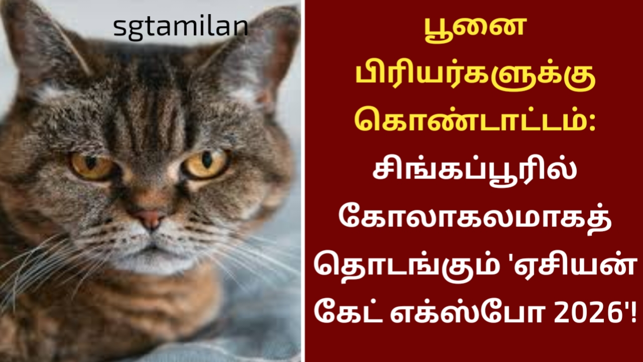 பூனை பிரியர்களுக்கு கொண்டாட்டம்: சிங்கப்பூரில் கோலாகலமாகத் தொடங்கும் ‘ஏசியன் கேட் எக்ஸ்போ 2026’!