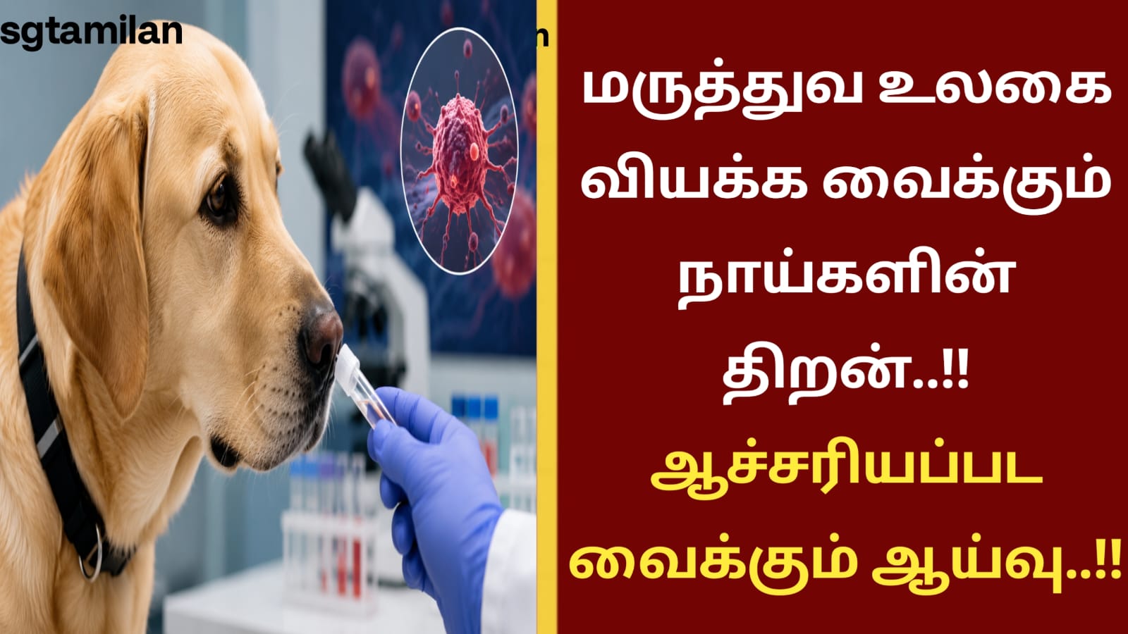 மருத்துவ உலகை வியக்க வைக்கும் நாய்களின் திறன்..!! ஆச்சரியப்பட வைக்கும் ஆய்வு..!!