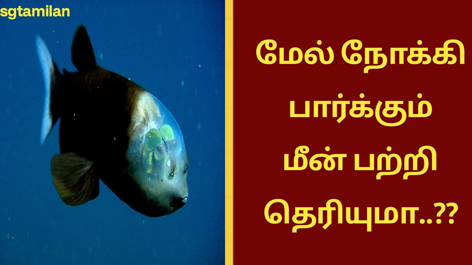 மேல் நோக்கி பார்க்கும் மீன் பற்றி தெரியுமா..??