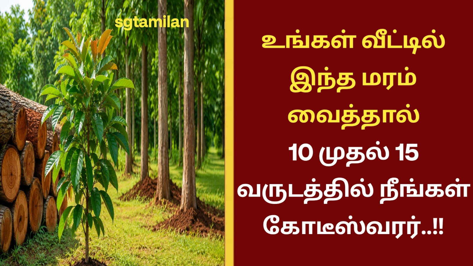 உங்கள் வீட்டில் இந்த மரம் வைத்தால் 10 முதல் 15 வருடத்தில் நீங்கள் கோடீஸ்வரர்..!!