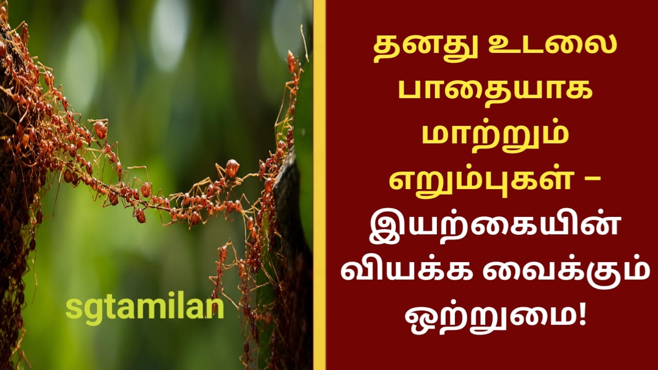 தனது உடலை பாதையாக மாற்றும் எறும்புகள் – இயற்கையின் வியக்க வைக்கும் ஒற்றுமை!