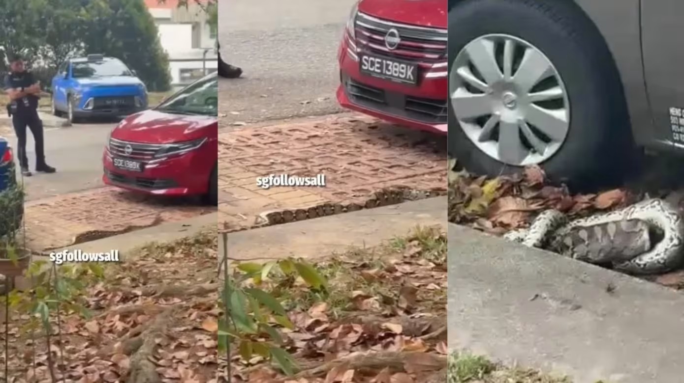 சிங்கப்பூரில் திடீர் அதிர்ச்சி! கோழியை விழுங்கிய மலைப்பாம்பு… அடுத்து நடந்தது என்ன?